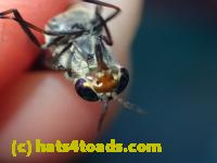 /home//u458753944/public_html/sourcegallery/////////////Insects and small critters/flies (Diptera)/P7251257.JPG